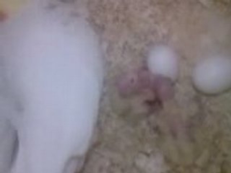 Vidéo0010