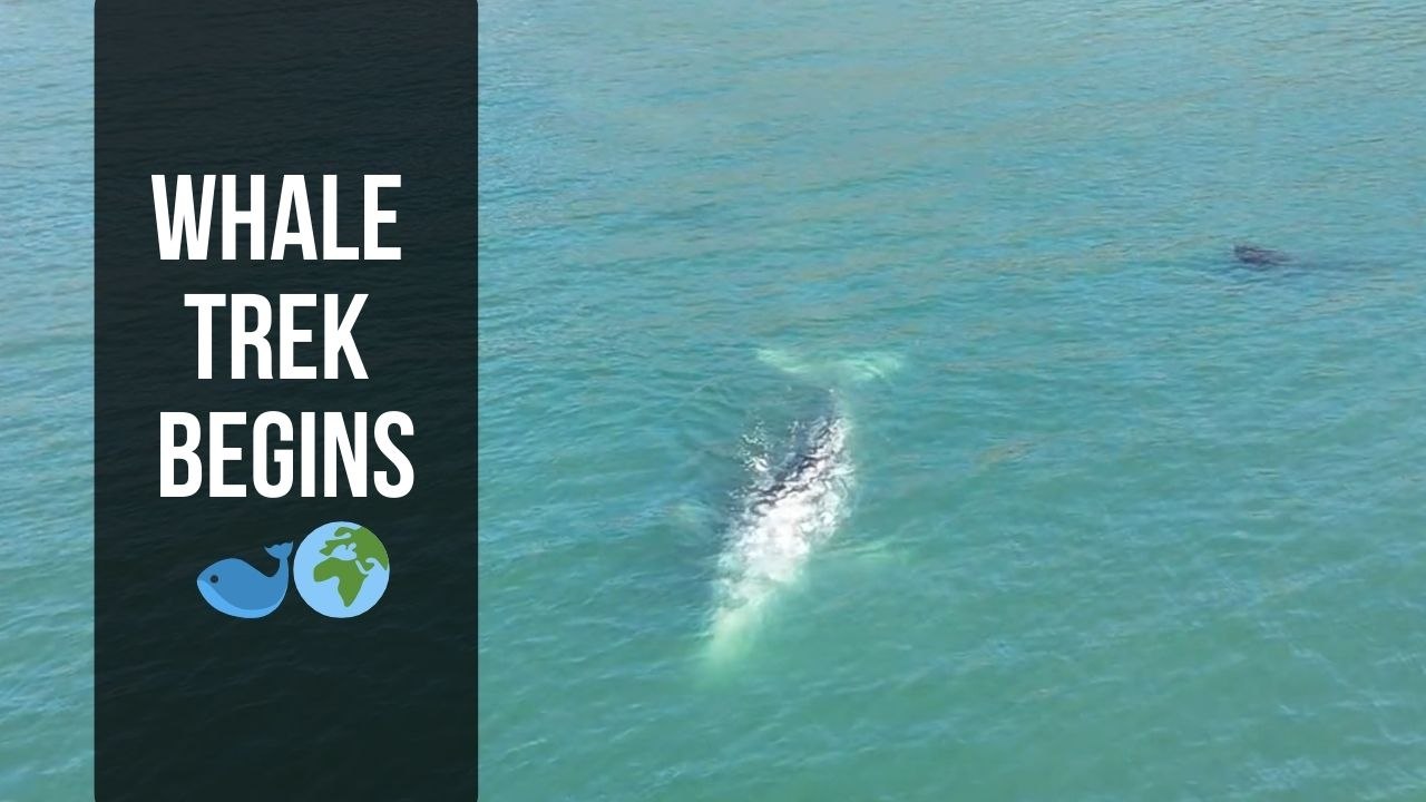 Kodiak Island: Surreal drone footage captures a few glimpses of the Gray Whale Migration