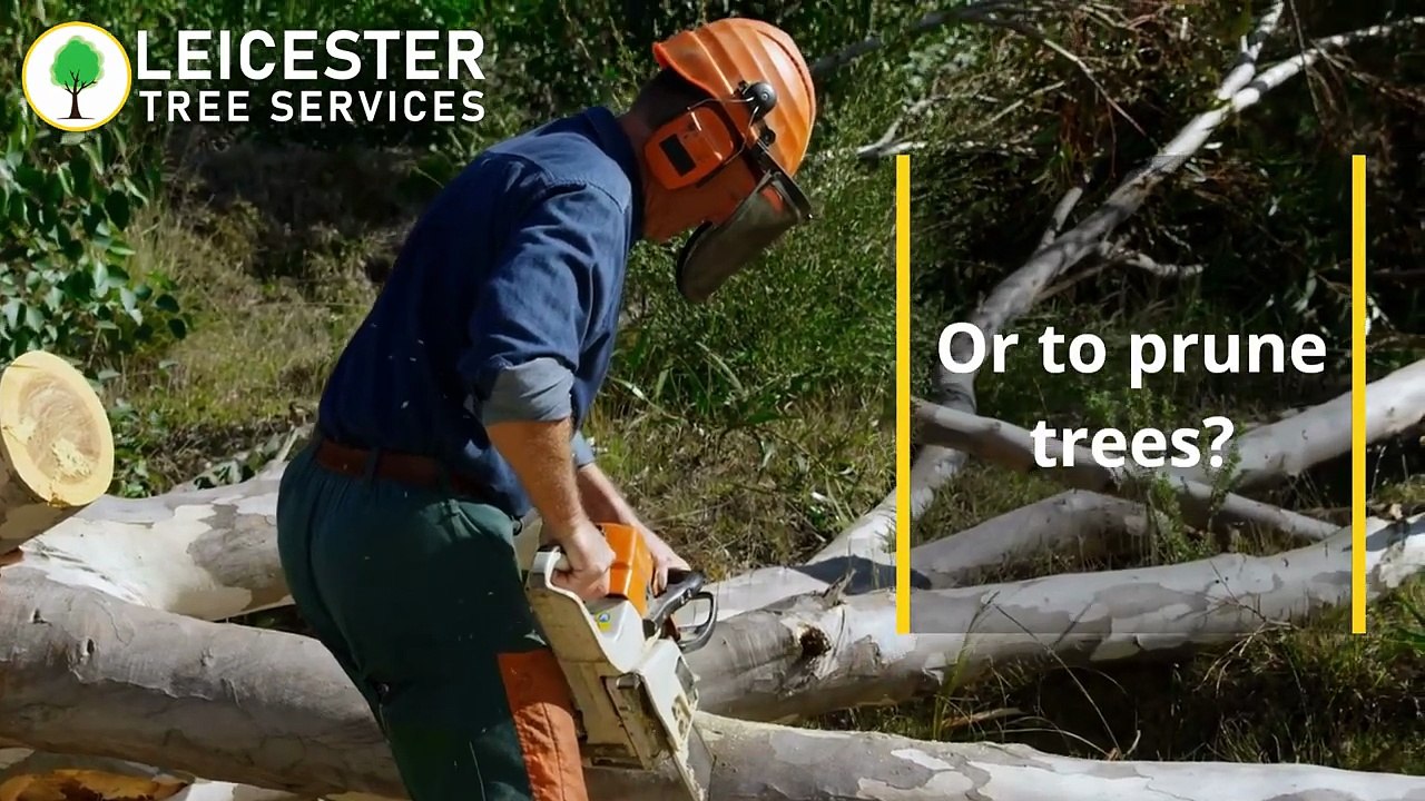 Leicester Tree Surgeon