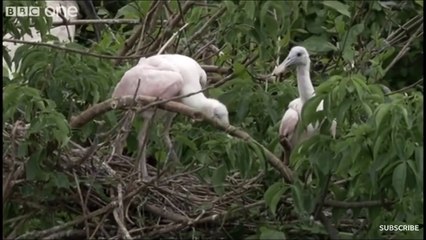 BBC One’s Walk On The Wild Side Clip: Dancing Birds!