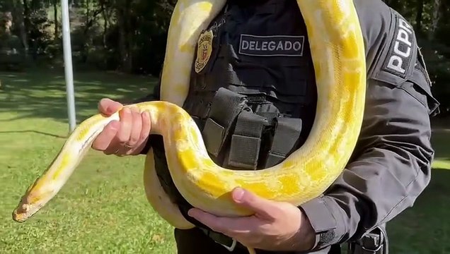 Quadrilha suspeita de traficar animais negociava filhotes de onças por até R$ 30 mil