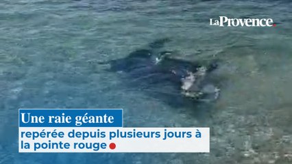 Une raie géante repérée depuis plusieurs jours à la Pointe Rouge