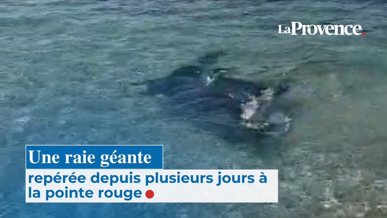 Une raie géante repérée depuis plusieurs jours à la Pointe Rouge