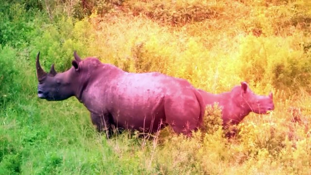 Scientists Terrifying Discovery in the Philippines that Changes Everything
