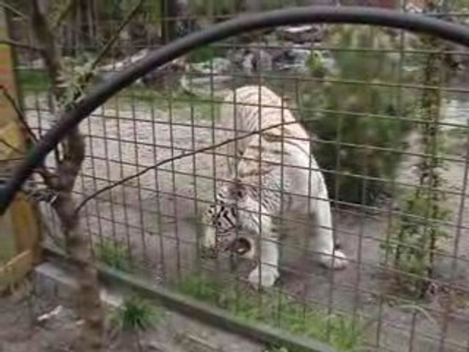 Tigre blanc au Zoo de Pessac