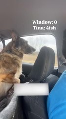 Dog Playfully Snaps At Passing Cars While Sitting Inside Vehicle