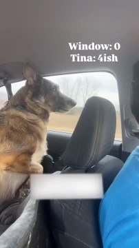Dog Playfully Snaps At Passing Cars While Sitting Inside Vehicle