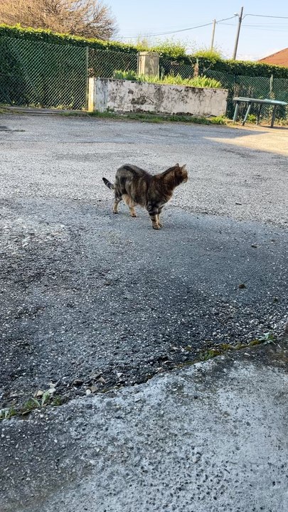 Le petit chat 🐈‍⬛