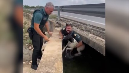 Así ha rescatado la Guardia Civil a un perro a punto de ahogarse en una acequia de Alcira (Valencia)