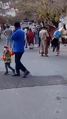 Desfile al general Güemes: preocupación por el estado de salud de un caballo