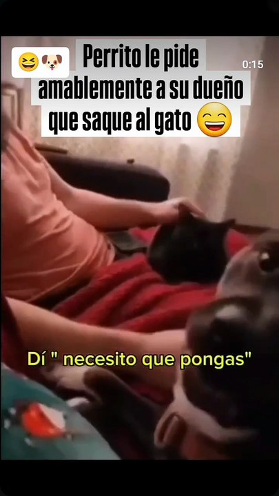 Por qué no quieres al gato