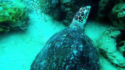 Conexão Animal N•5