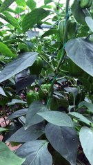 Dolma biber serası (bell pepper greenhouse)