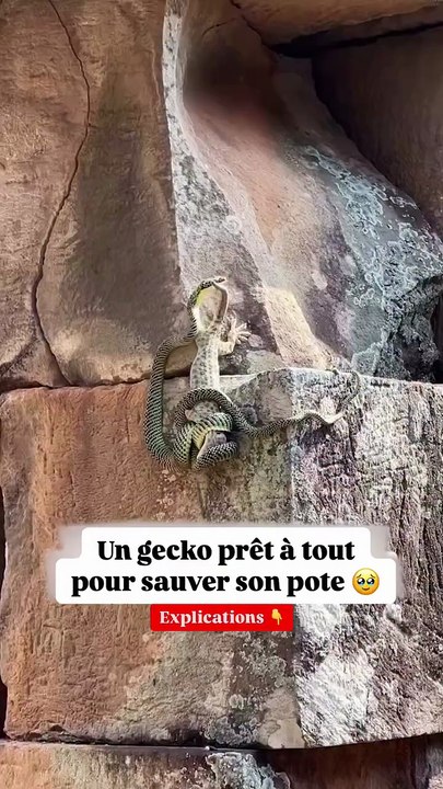 Quand un gecko sauve son pote