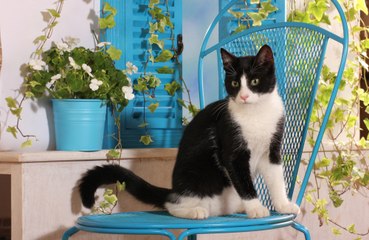 猫、貨物コンテナに閉じ込められ太平洋横断