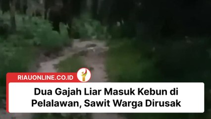 Dua Gajah Liar Masuk Kebun di Pelalawan, Sawit Warga Dirusak