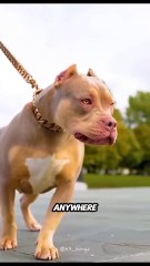American Bully🐕 The Muscular Dog with a Price Tag