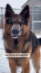 Cutest Dog Moments Ever 🐶❤️