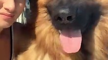 Adorable Puppy Antics 🐕✨
