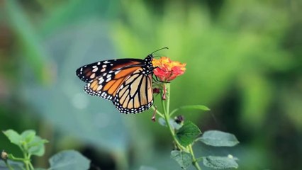 Nature with calm music/relaxing nature/soothing relaxation
