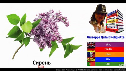 Visual Dict with Audio  молоко, сирень, льнянка обыкновенная, лотос