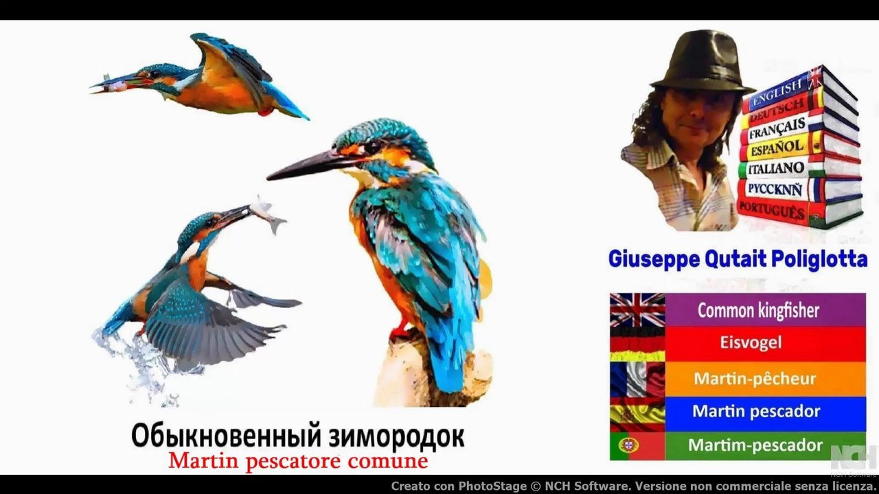 Visual Dict with Audio oбыкновенный зимородок, магнолия, штокроза розовая, Нивяник обыкновенный