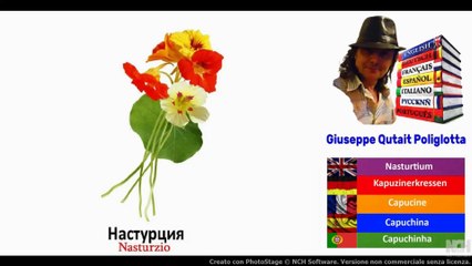 Visual Dict with Audio настурция, кувшинка, незабудка, оливковое масло