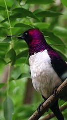 All video about birds life and hunting birds etc