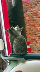 funny cat video lovely cat #fyp #pet #cat