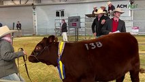 Top priced bull and heifer at National Shorthorn Sale in Dubbo