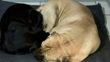 Big Brothers Love