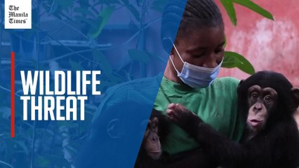 Deforestation displaces chimps and puts water supply at risk in Sierra Leone