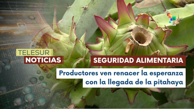 Productores nicaragüenses impulsan cultivos de pitahaya y piña