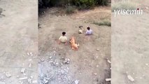 Köpeklerle beraber böyle eğlendiler! Görenlerin kalbi yumuşacık oldu