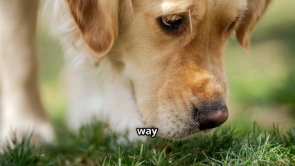 How Strong Is a Dog's Sense of Smell Anyway ? Shocking !