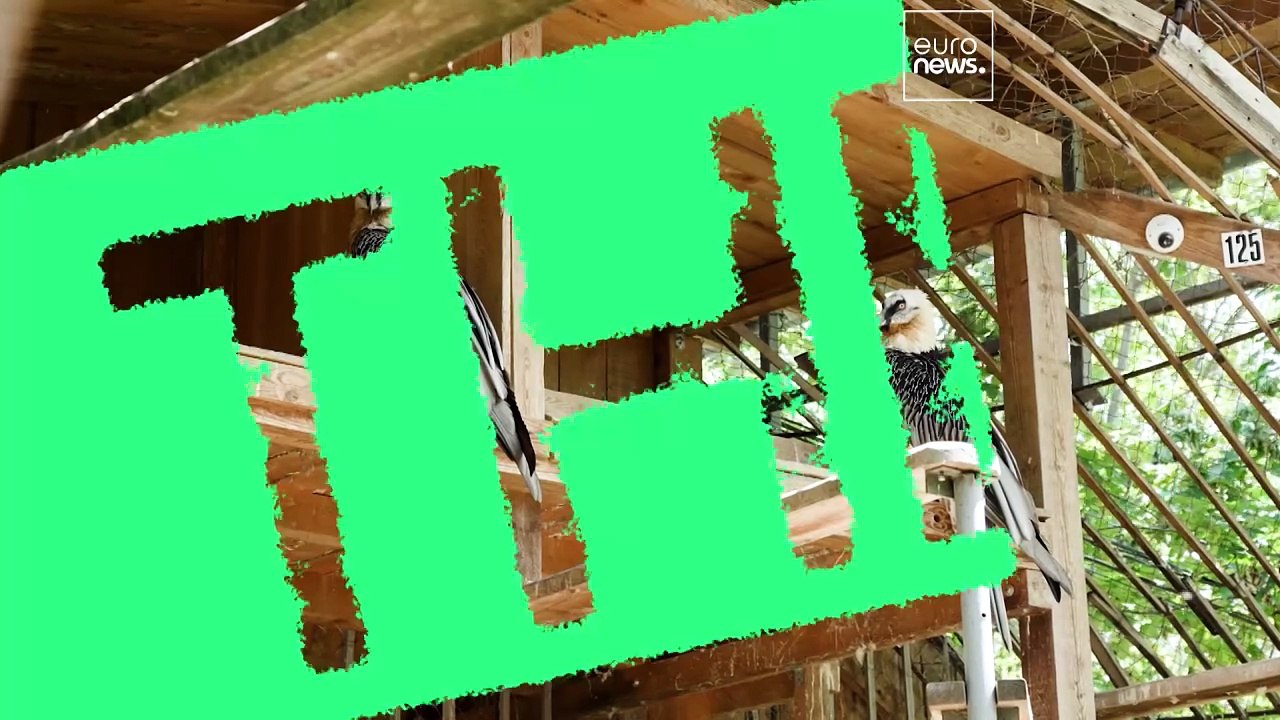 « C’est comme un miracle » : la réintroduction toute en émotion du gypaète barbu en Bulgarie