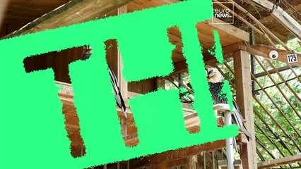 “It’s like a miracle”: the emotional reintroduction of the Bearded Vulture in Bulgaria