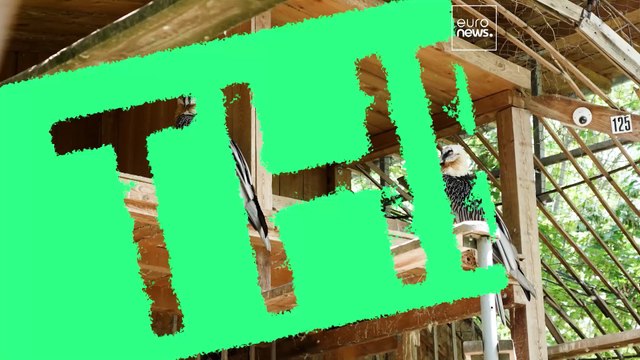 «Это похоже на чудо»: трогательная реинтродукция бородача в Болгарии