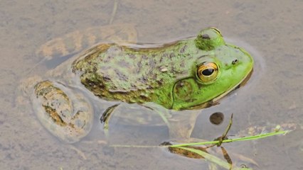 5 Minute Intimate Frog Closeup 4K Riverbank Amphibian Nature Wildlife