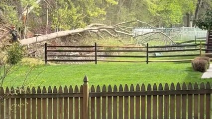 Tree cutting goes wrong: Swing set and fence get knocked down