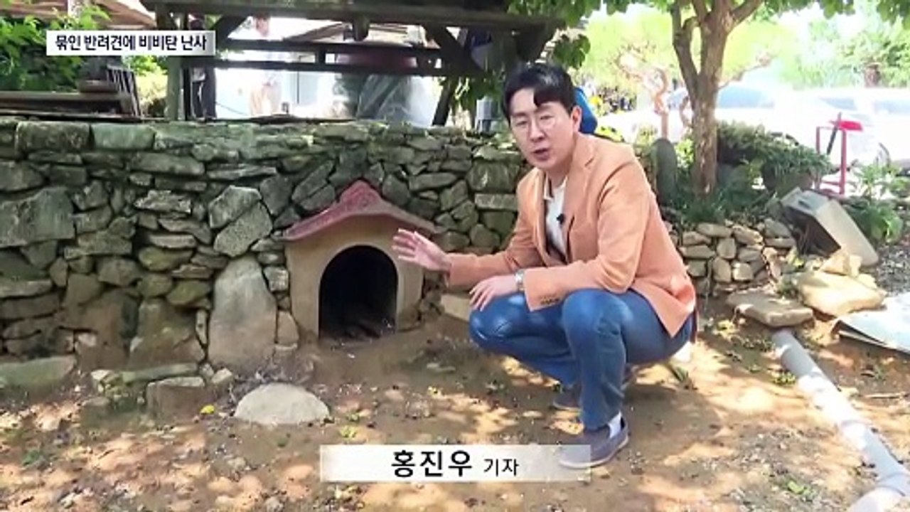 현역 군인들, 묶인 반려견에 비비탄 1시간 난사
