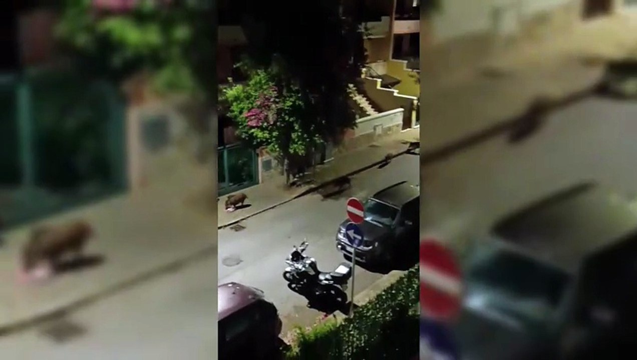 Sassari, cinghiali azzannano le buste della spazzatura in mezzo alla strada