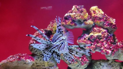 Conexão animal N•9