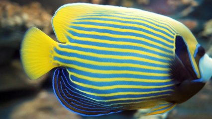 Conexão Animal N•10