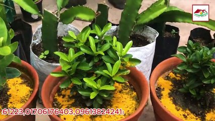 ✅ কেমিকেল ছাড়াই পোকা নিয়ন্ত্রণ করুন  ঘরে তৈরি প্রাকৃতিক ফাঁদের সহজ উপায়