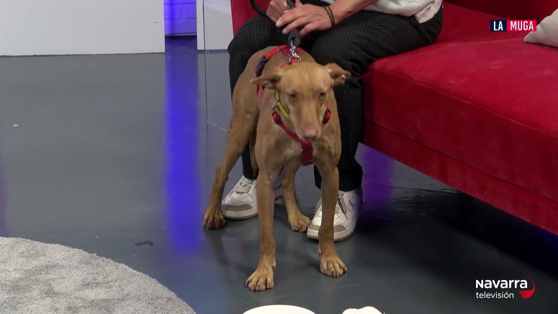 Adopta a Maia, una podenca de dos años muy activa, sociable y cariñosa