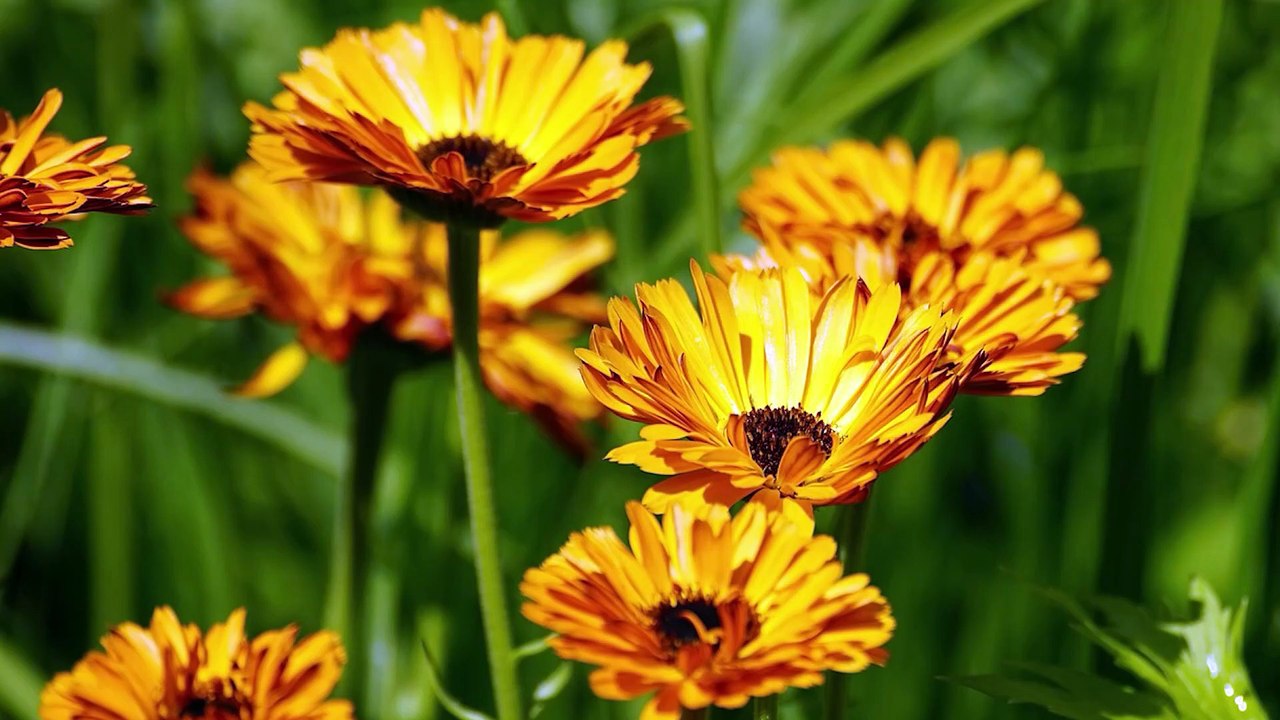 Horse Move Academy: Arnika in der Stallapotheke