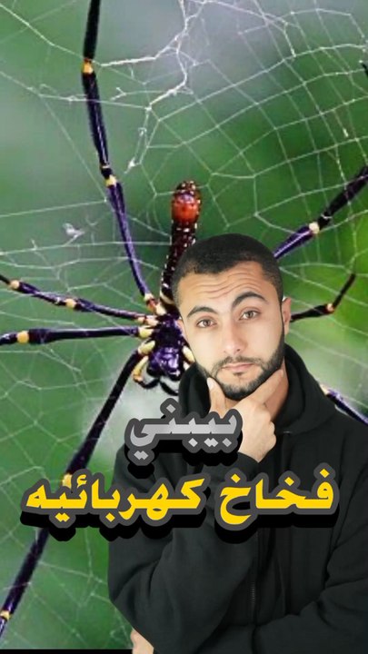 🕷️ عنكبوت يبني فخاخ "كهربائية"؟https://psce.pw/7rfux6#النواة #عنكبوت#Alnawa #dubai🇦🇪 #dubailife #bolas #trending #travel #nature #wildlife