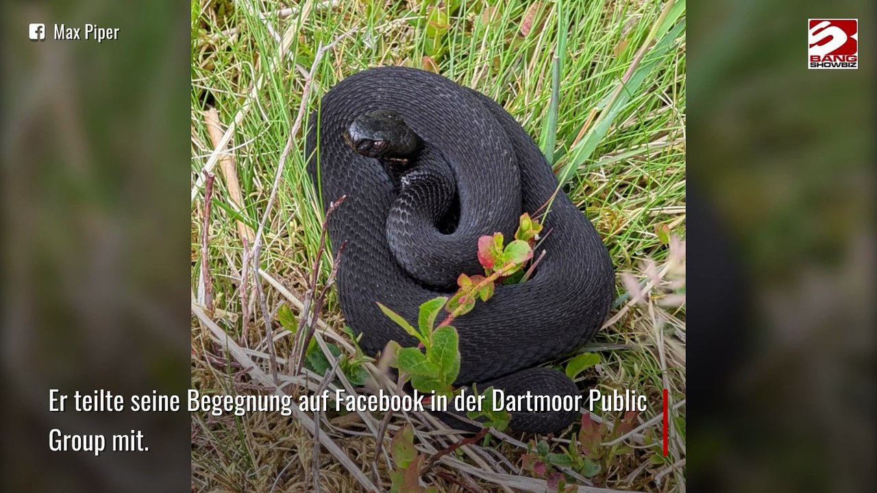 Seltene Giftschlange in Dartmoor gesichtet