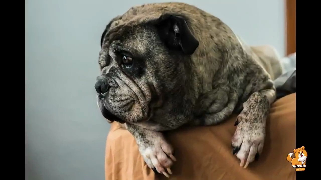 Why Should We Have Dog As A Pet _ V1 _ Cute Dog Videos _ Dogs _ Funny Dog Video_ Dog _ Dogs _ Mr Dog